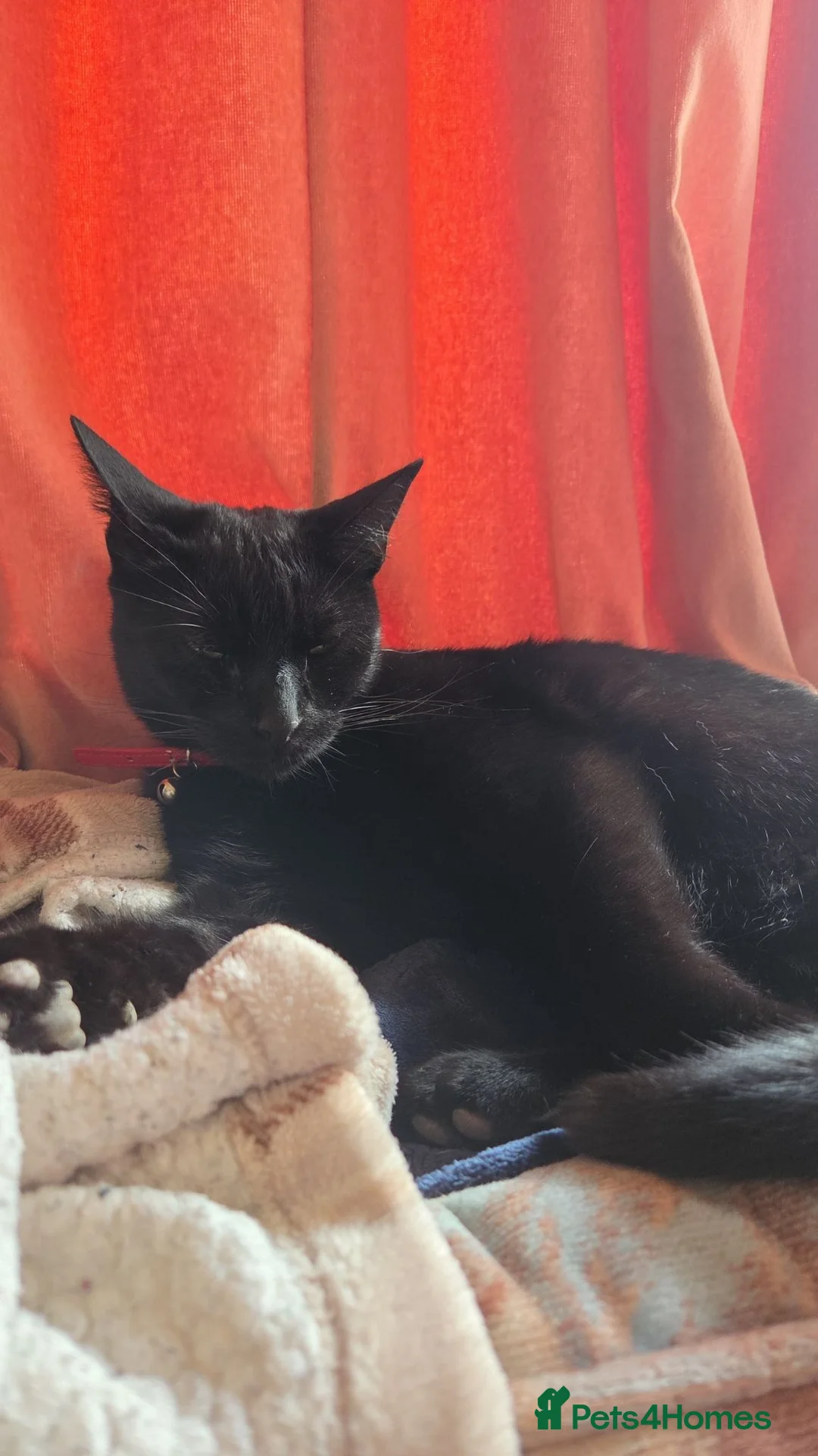Mixed Breed cats for sale: 4 cats  - Advert 1