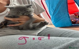 British Longhair cats for sale: British longhair kittens ready for 🏠 now - Image 6