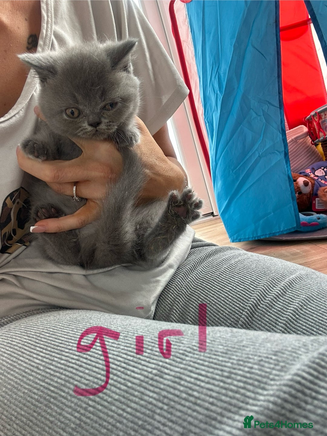 British Longhair cats for sale: British longhair kittens ready for 🏠 now - Image 6