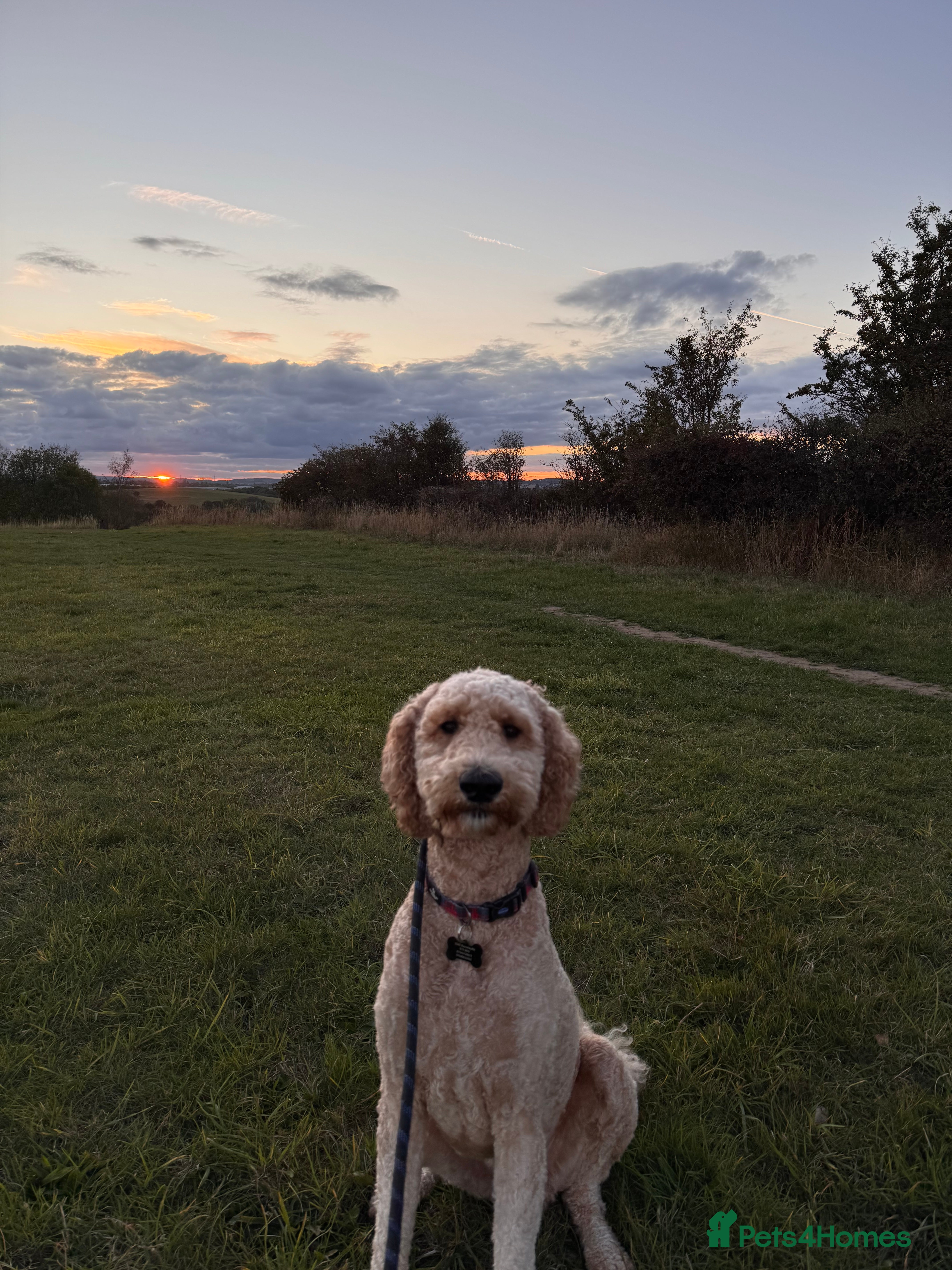 Double Doodle dogs Stud (sheepadoodle/double doodle) in Barnsley - Advert 1