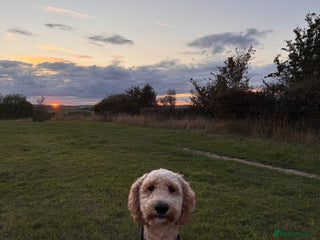 Double Doodle dogs Stud (sheepadoodle/double doodle) in Barnsley - Advert 1