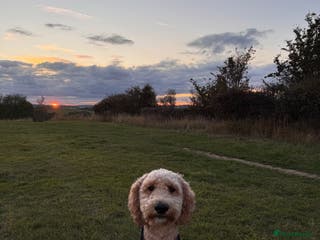 Double Doodle dogs Stud (sheepadoodle/double doodle) in Barnsley - Advert 2