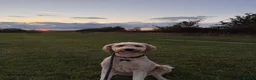 Double Doodle dogs for stud: Stud (sheepadoodle/double doodle) in Barnsley - Advert 1
