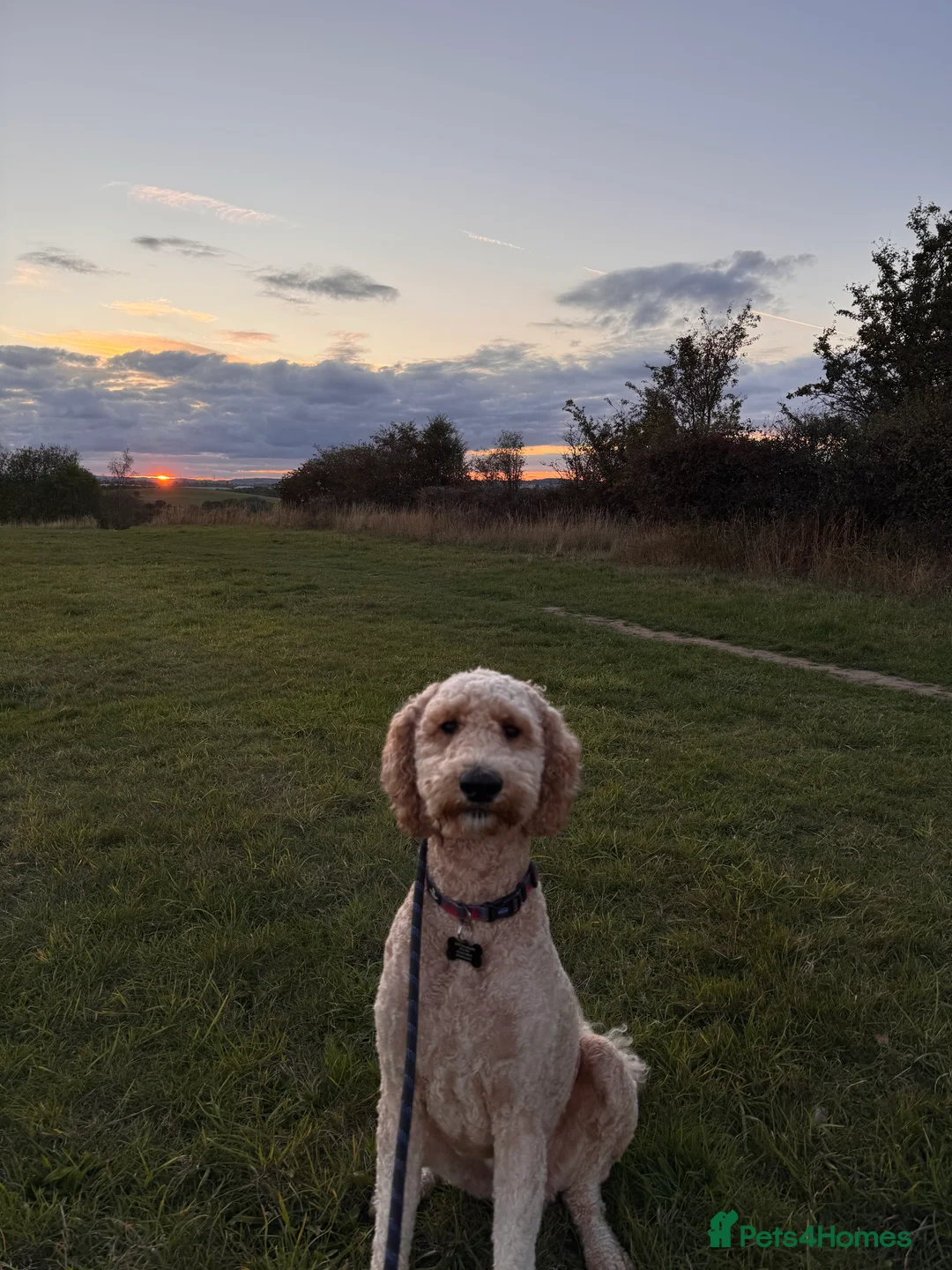 Double Doodle dogs for stud: Stud (sheepadoodle/double doodle) in Barnsley - Advert 1