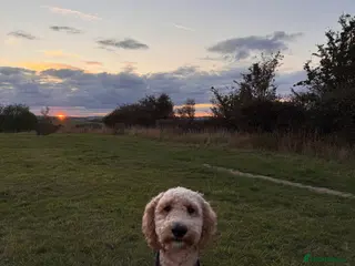Double Doodle dogs Stud (sheepadoodle/double doodle) in Barnsley - Advert 2