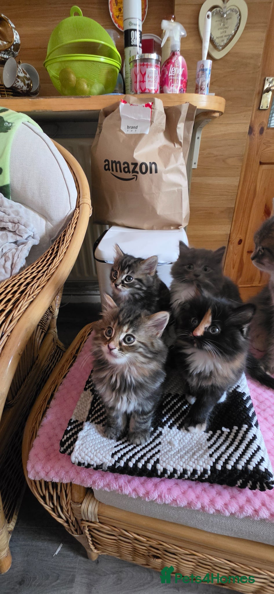 Maine Coon cats Adorable Mainecoon babys - Advert 3