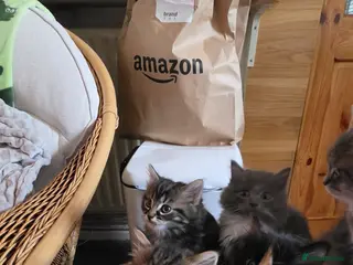 Maine Coon cats Adorable Mainecoon babys - Advert 3