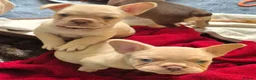 French Bulldog dogs for sale: Beautiful french bulldog puppies in Bristol - Advert 11