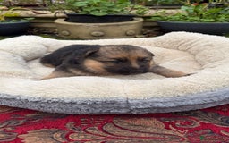 German Shepherd dogs for sale: German Shepherd puppy for sale - Image 3
