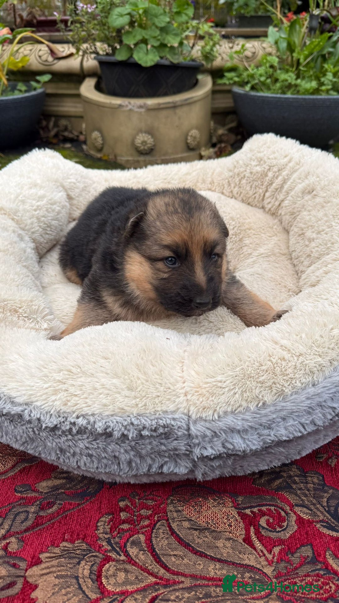 German Shepherd dogs for sale: German Shepherd puppy for sale - Image 3