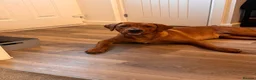 Labrador Retriever dogs for sale: Fox Red Male Labrador 9 months old  in Kettering - Advert 6