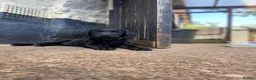 Mixed Breed dogs for sale: Black Labrador puppies - Devon - Advert 11