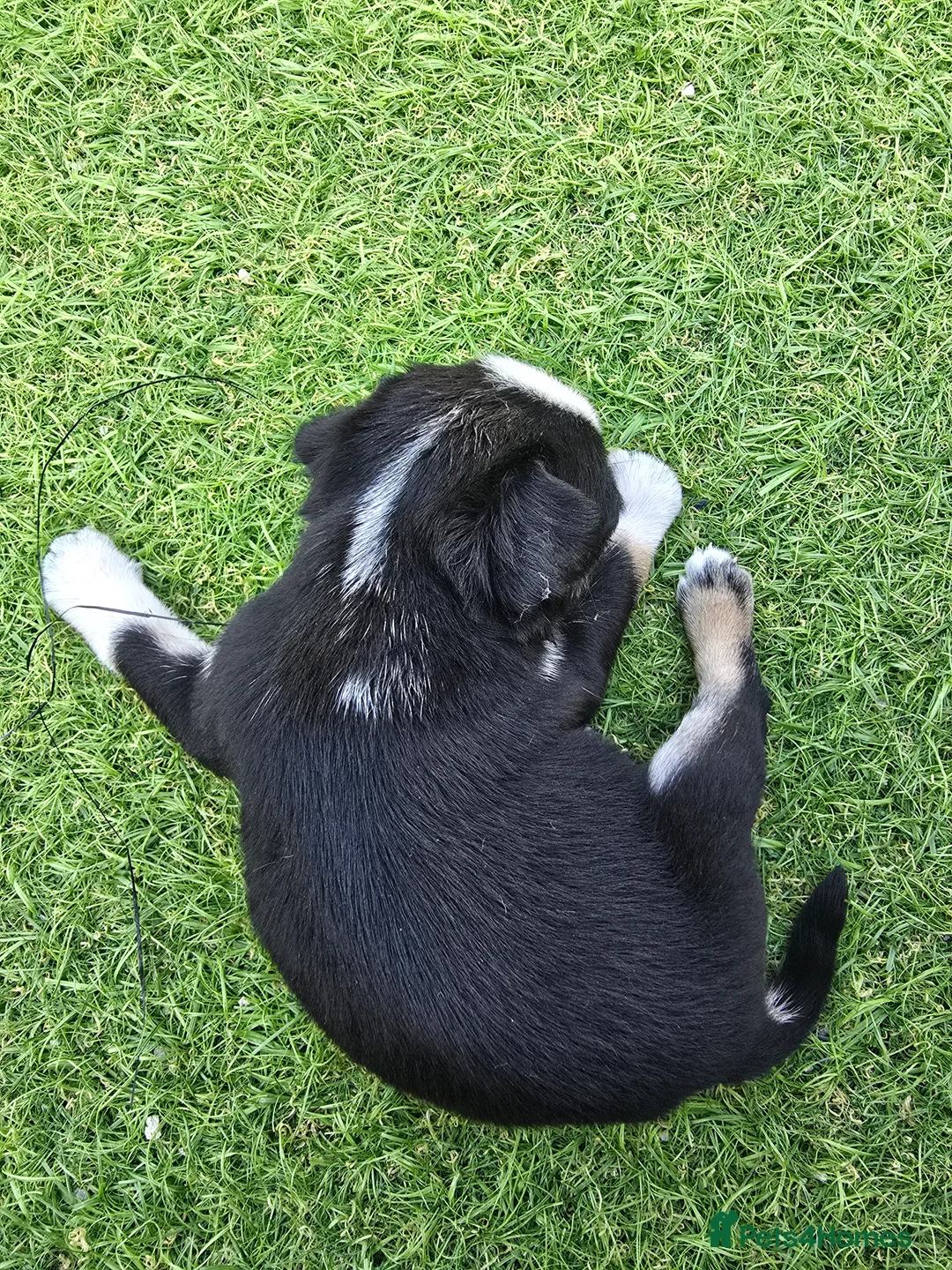 Pug dogs for sale: 5 Georgous Pug puppies  - Advert 2