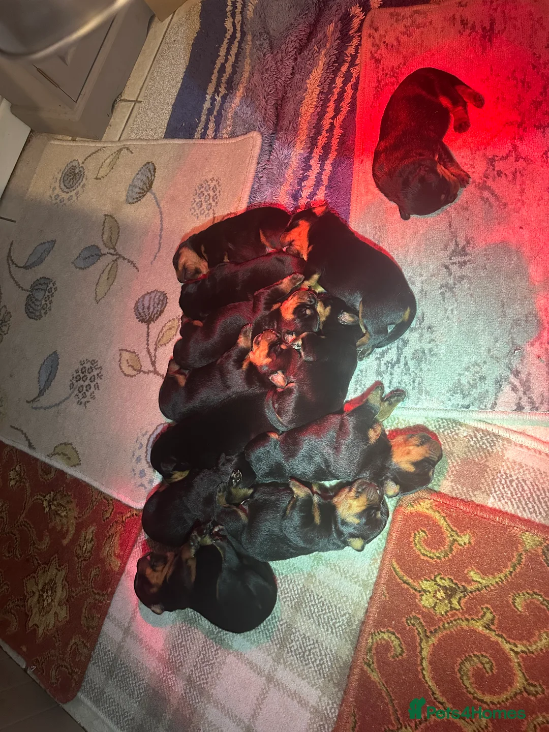 Rottweiler dogs for sale: Beautiful Rottweiler puppies  - Advert 28