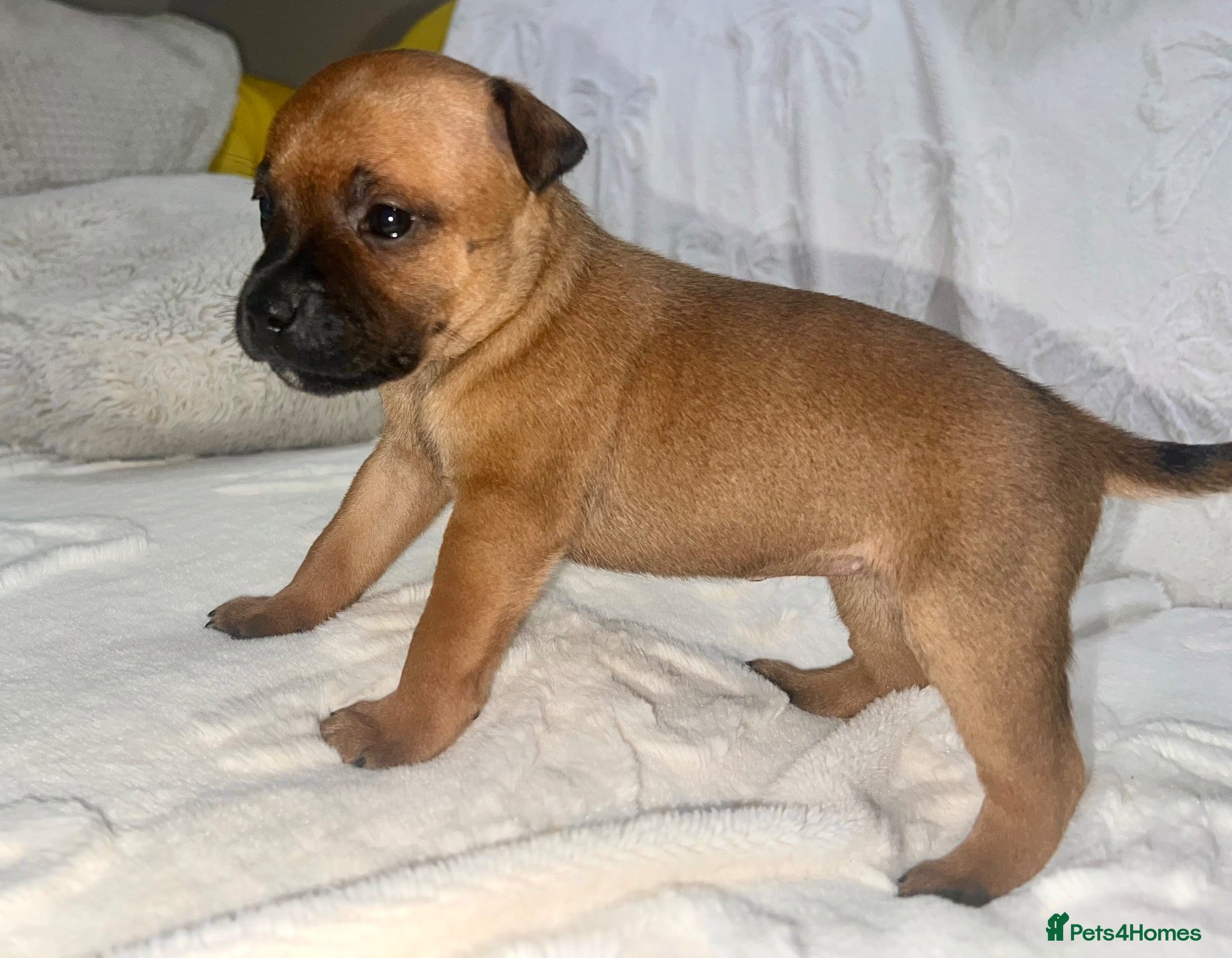 Staffordshire Bull Terrier dogs Red and brindle Stafford puppies available ❤️🐾 - Advert 3