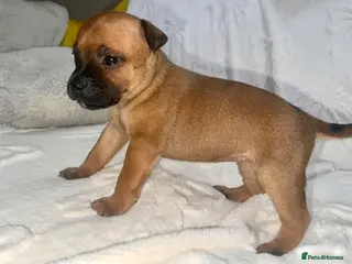 Staffordshire Bull Terrier dogs Red and brindle Stafford puppies available ❤️🐾 - Advert 3