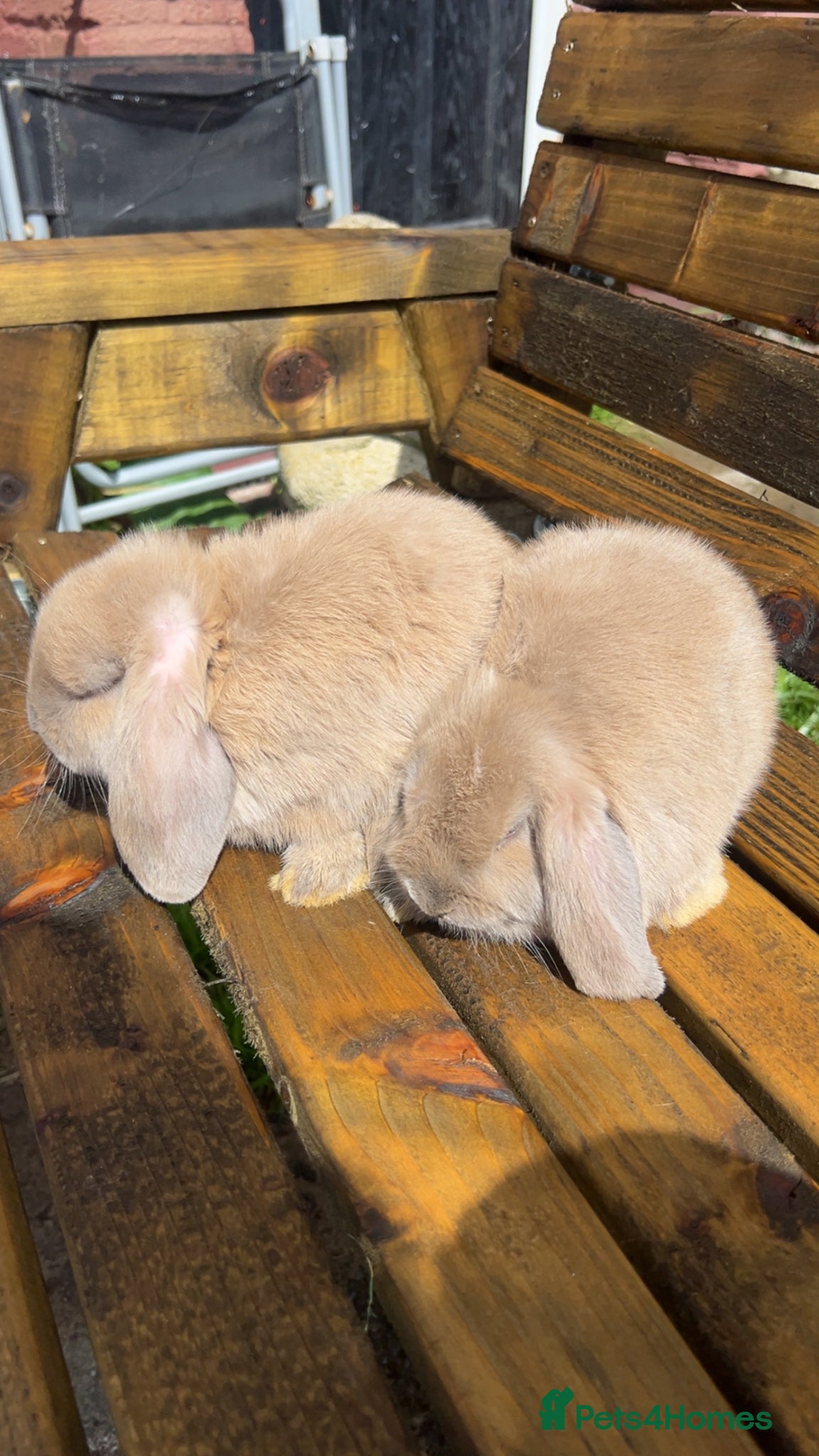 Dwarf Lop rabbits Dwarf lop babies - Advert 7