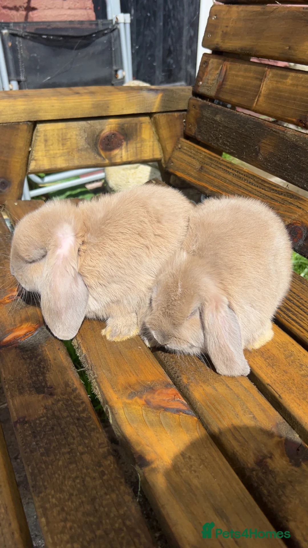 Dwarf Lop rabbits for sale: Dwarf lop babies - Advert 1
