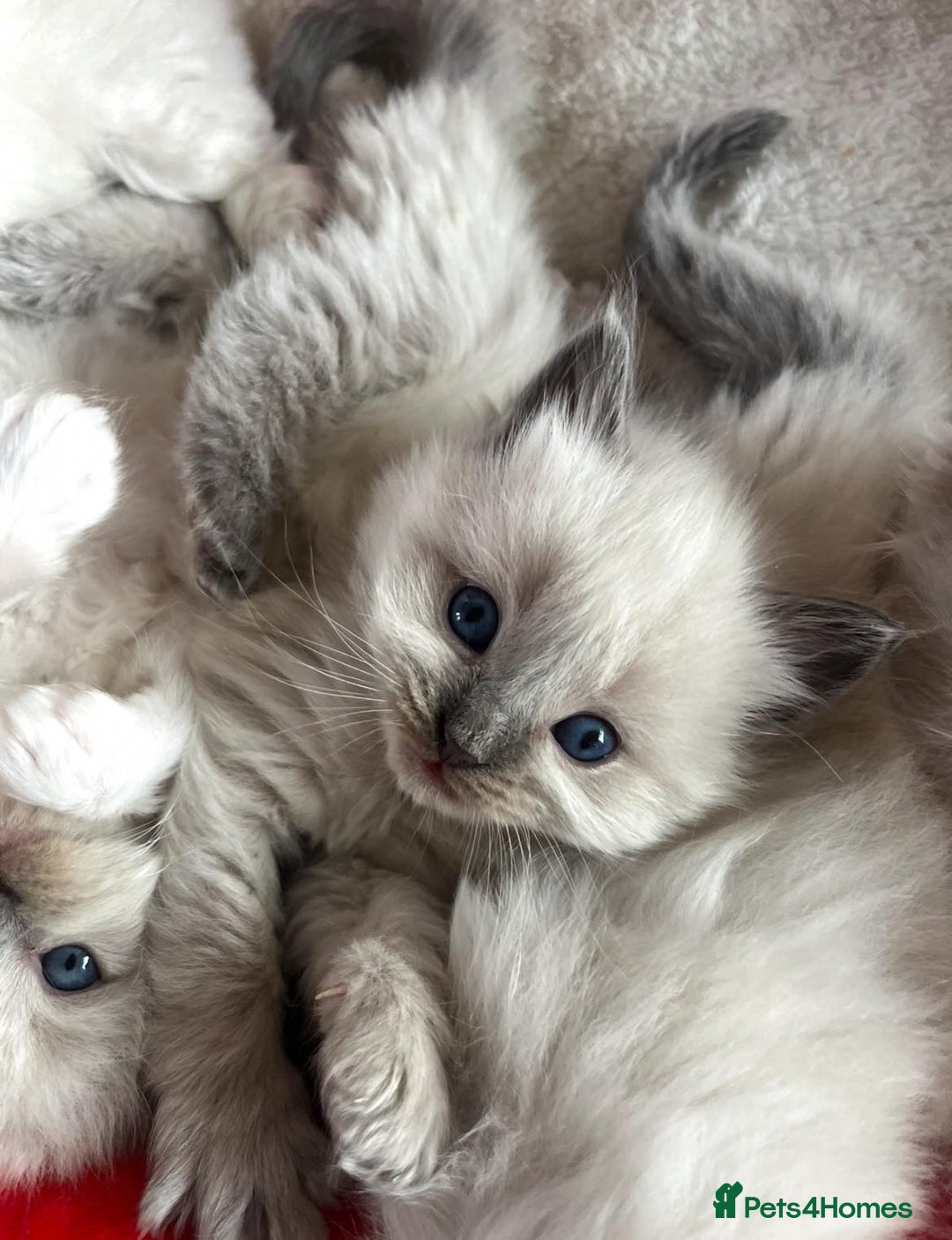 Ragdoll cats for sale: Two GCCF ragdoll boys ♂️♂️😺😺 - Advert 18