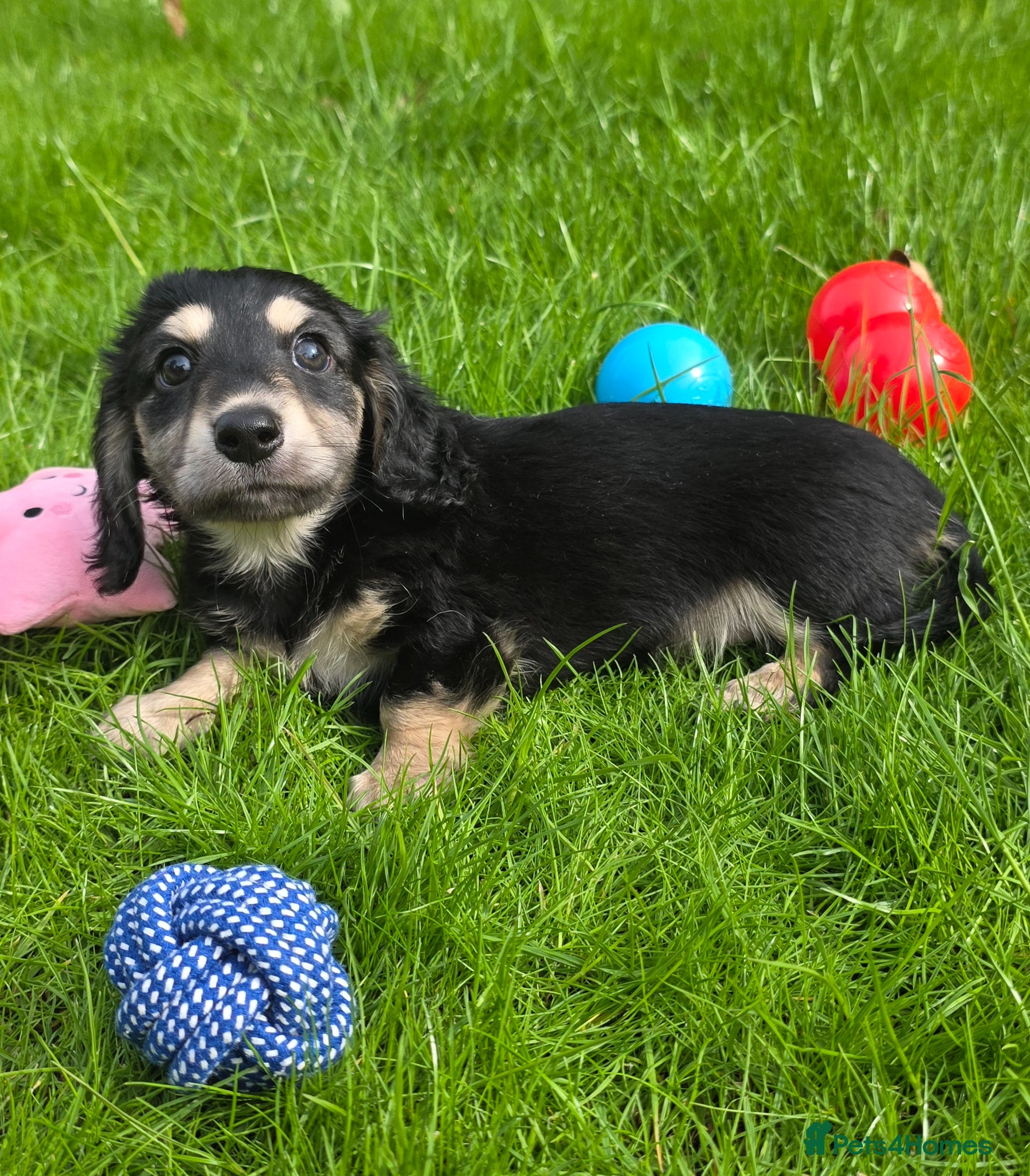 Miniature Dachshund dogs Stunning KC Long hair daxi. 5* breeders  - Advert 2