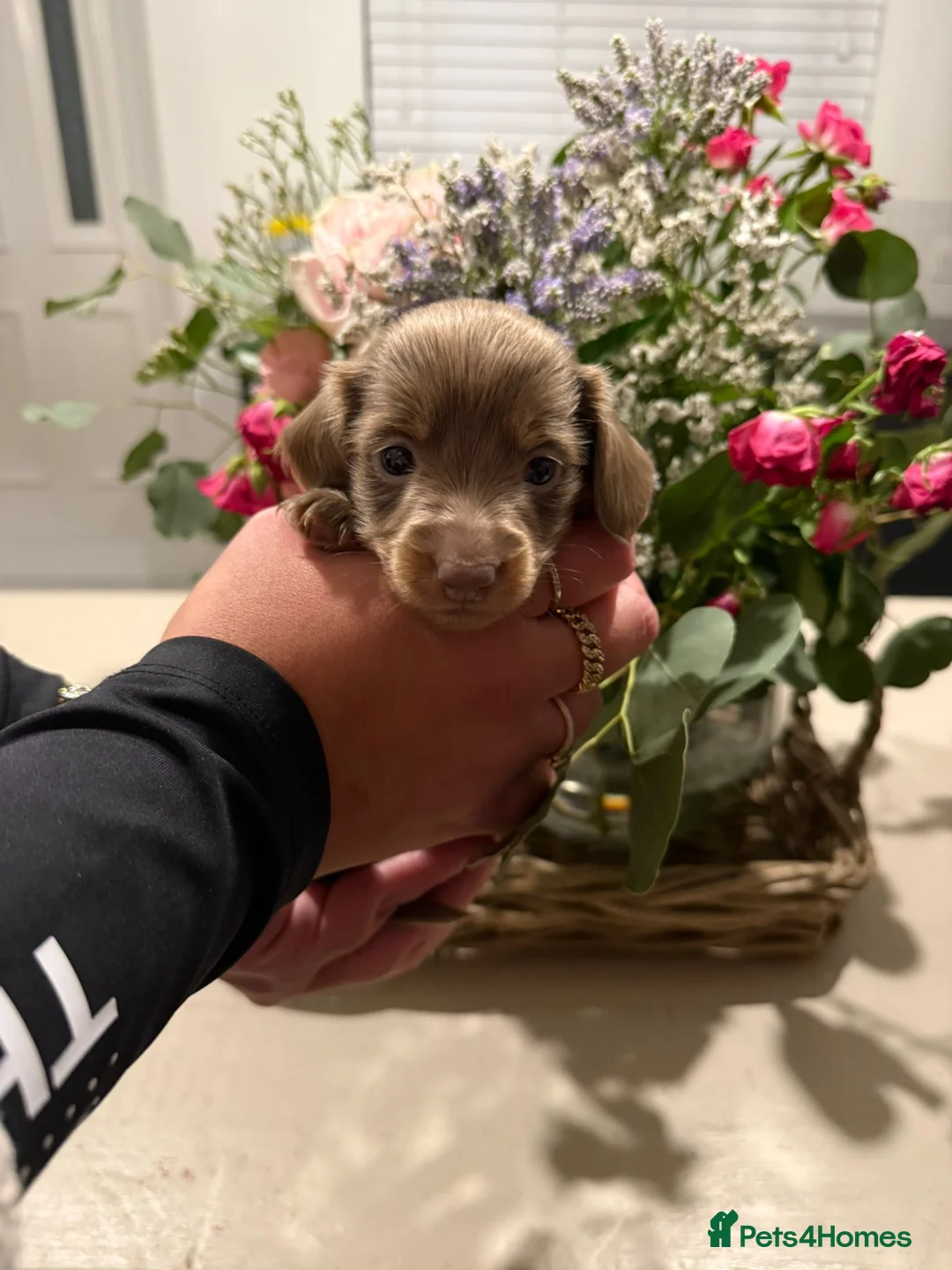 Miniature Dachshund dogs for sale: Five beautiful pups for sale. in Gainsborough - Advert 2