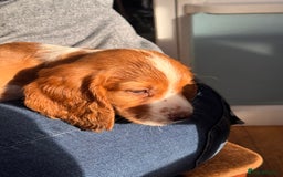 Cocker Spaniel dogs for sale: Beautiful working cocker spaniels.  - Advert 3