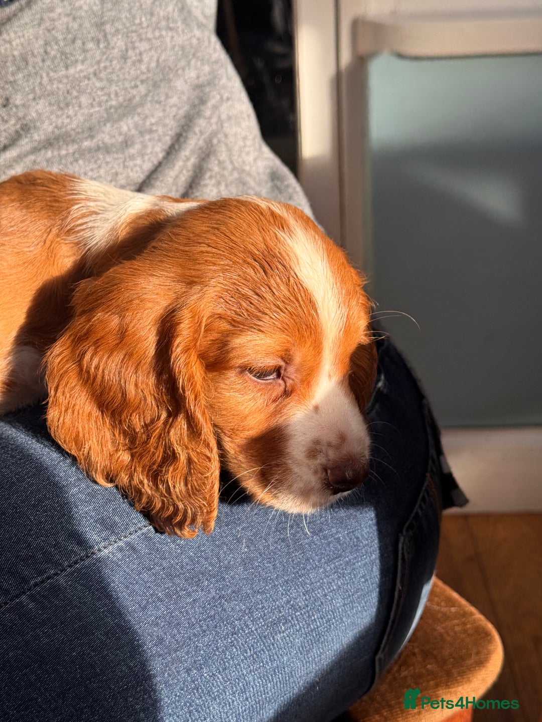 Cocker Spaniel dogs for sale: Beautiful working cocker spaniels.  - Advert 3