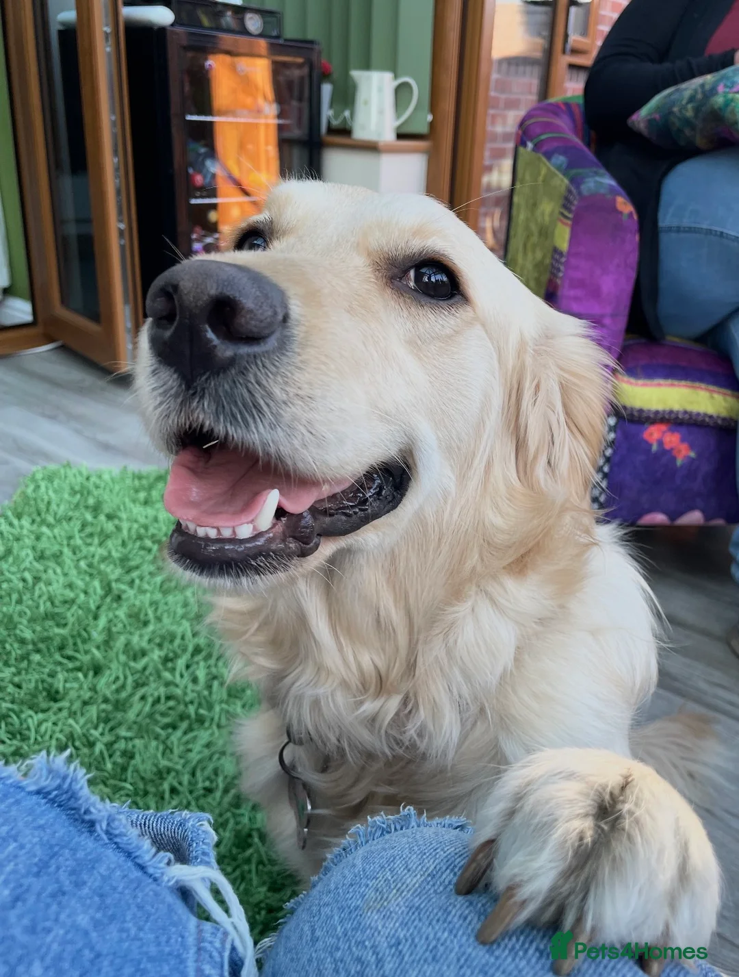 Golden Retriever dogs for sale: Gorgeous Chunky Golden Retriever Puppies - Advert 1