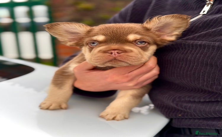 French Bulldog dogs - Advert 15