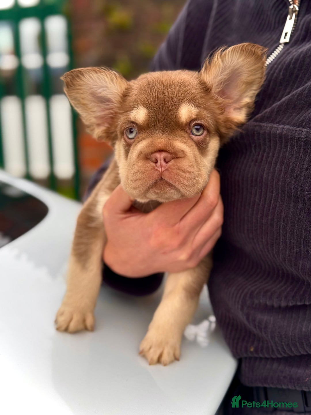 French Bulldog dogs for sale: Visual Fluffy 🧶 New Shade Frenchies 💎  - Image 4