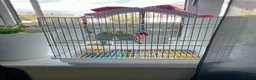Budgerigars birds for sale: Ben and Bella  in London - Advert 1