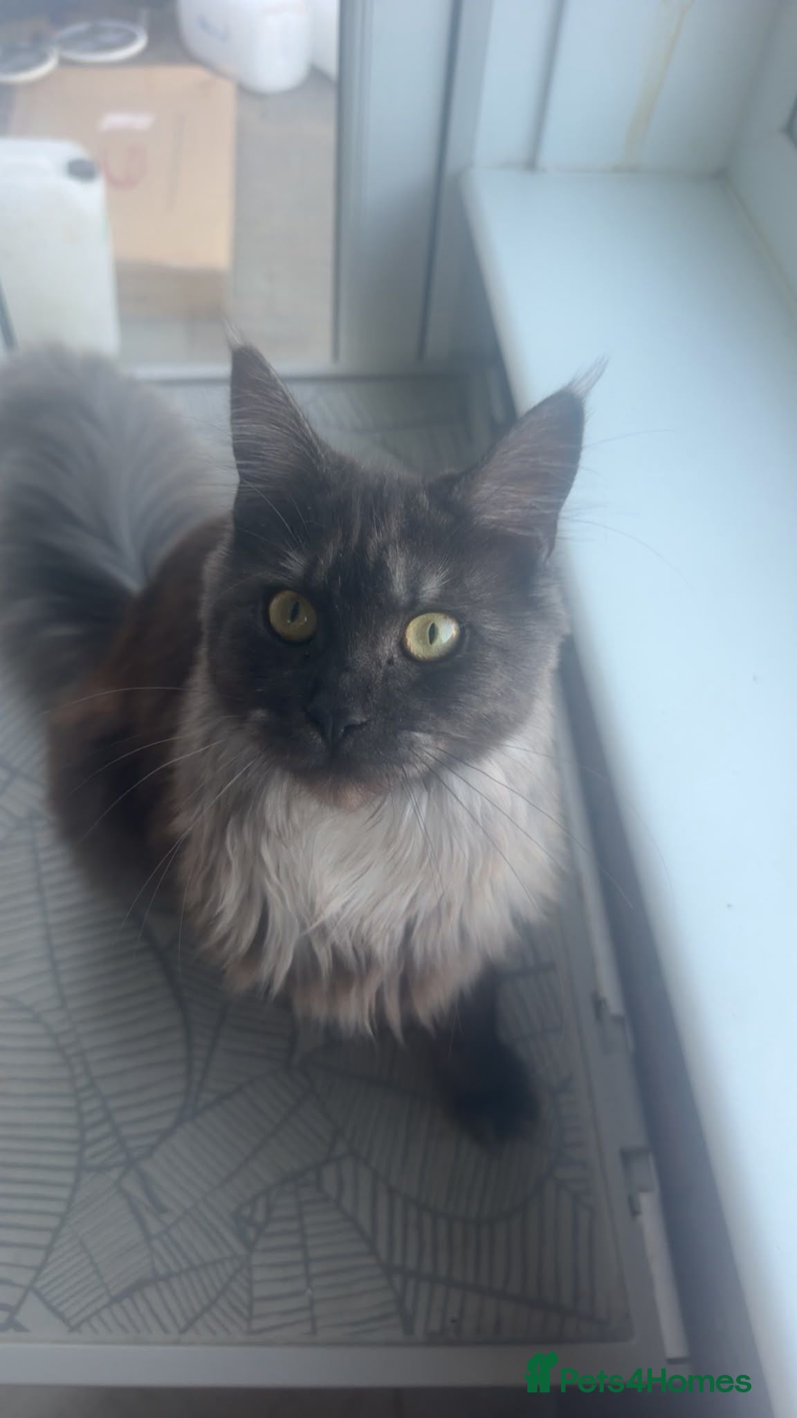 Mixed Breed cats 6 beautiful maine coon X  - Advert 4
