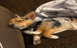 Jack Russell dogs for stud: Blue merle jack Russell x chihuahua for stud  - Image 5