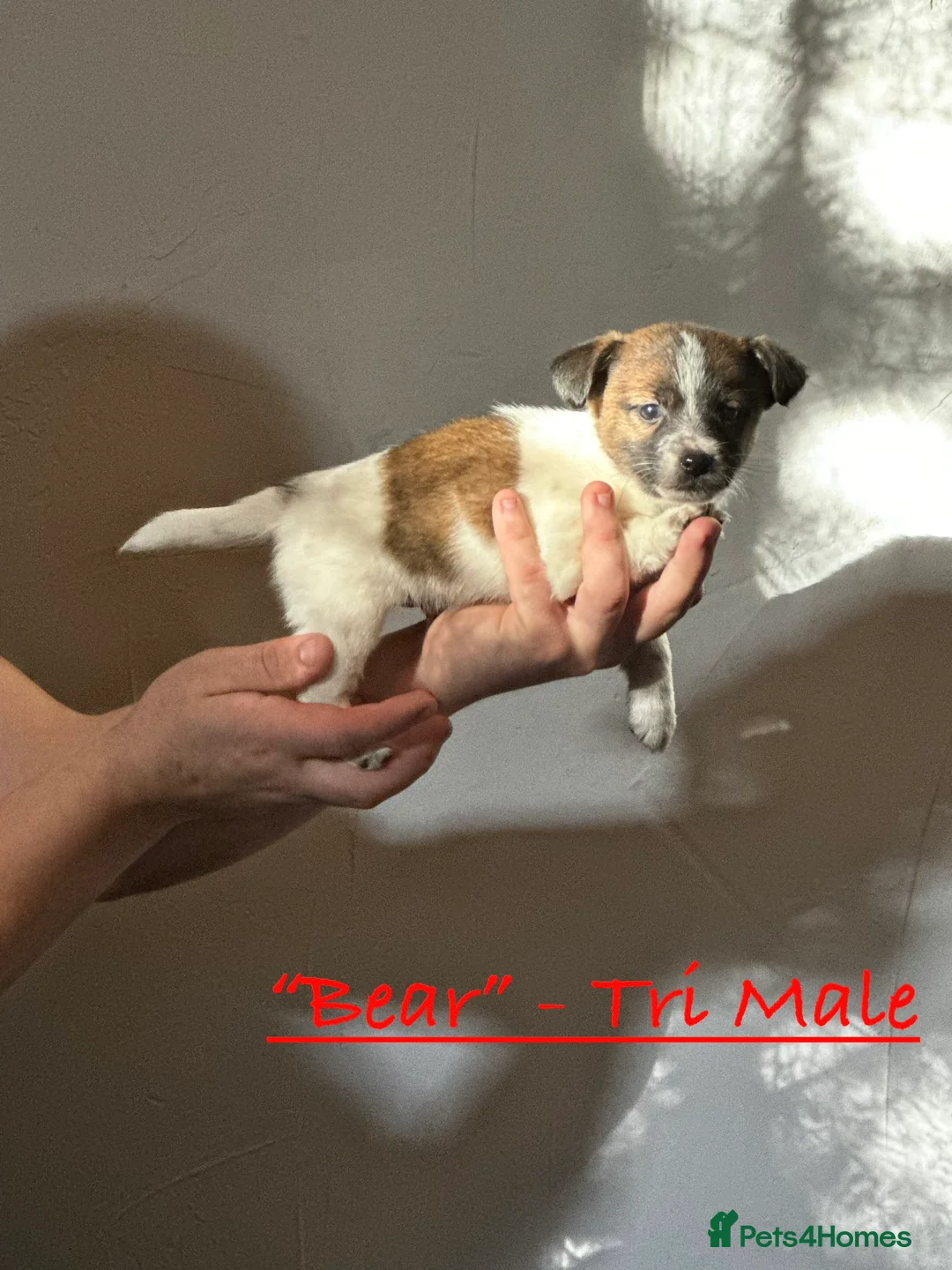 Jack Russell dogs for sale: Superb KC Reg’d Jack Russell Female Pup DNA CLEAR - Advert 14
