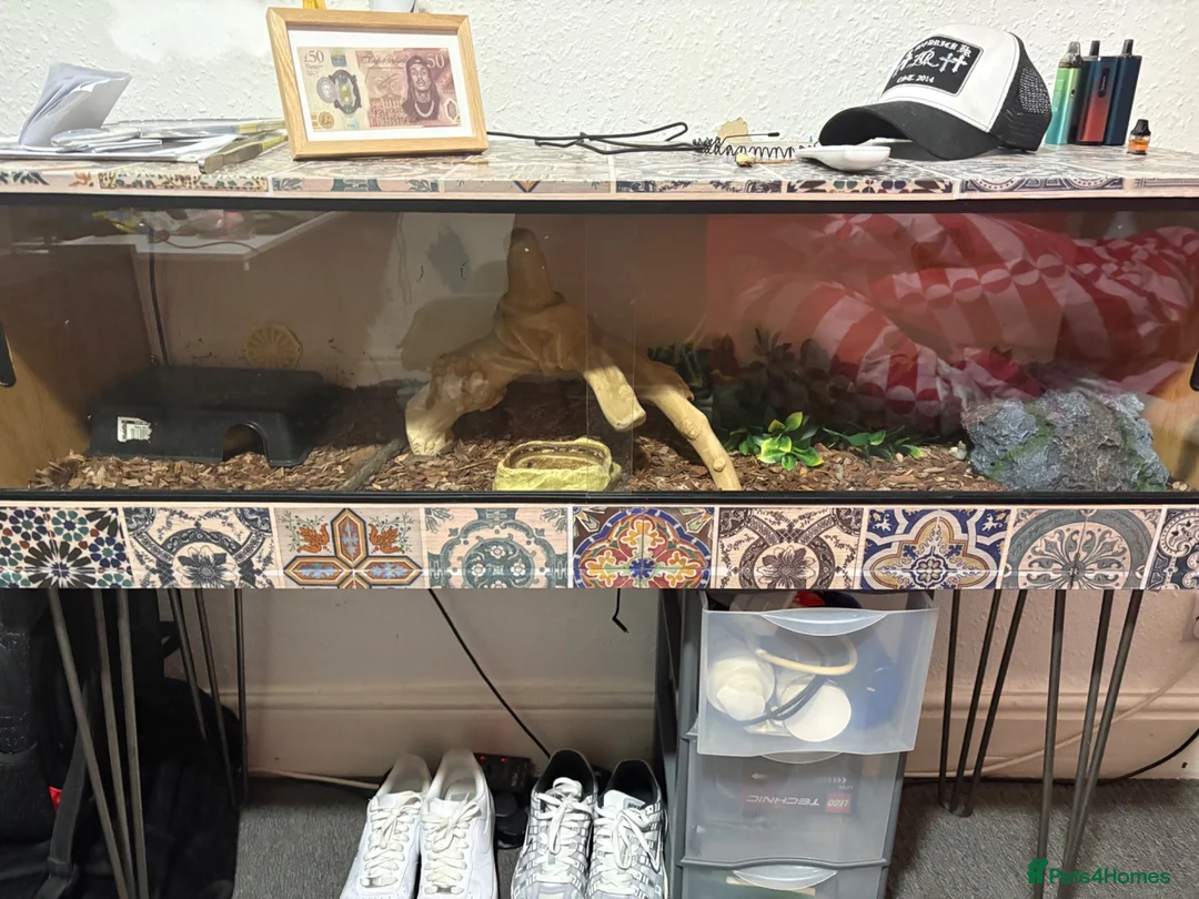 Python Snake reptiles for sale: Ball python with full set up in Leicester - Advert 1