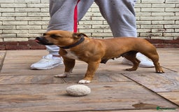 Staffordshire Bull Terrier dogs for sale: Adult Stunning Bomb Proof Staffy Girl - Image 7