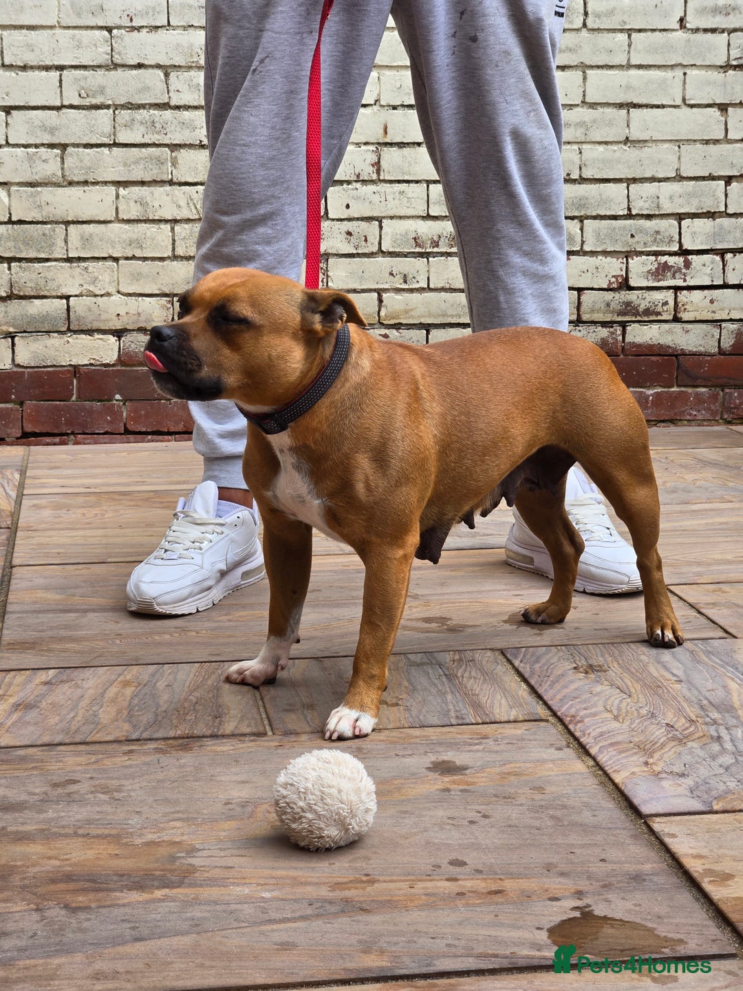 Staffordshire Bull Terrier dogs for sale: Adult Stunning Bomb Proof Staffy Girl - Image 7