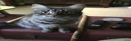 Mixed Breed cats for sale: 2 year old longhair female tabby cat. - Advert 2