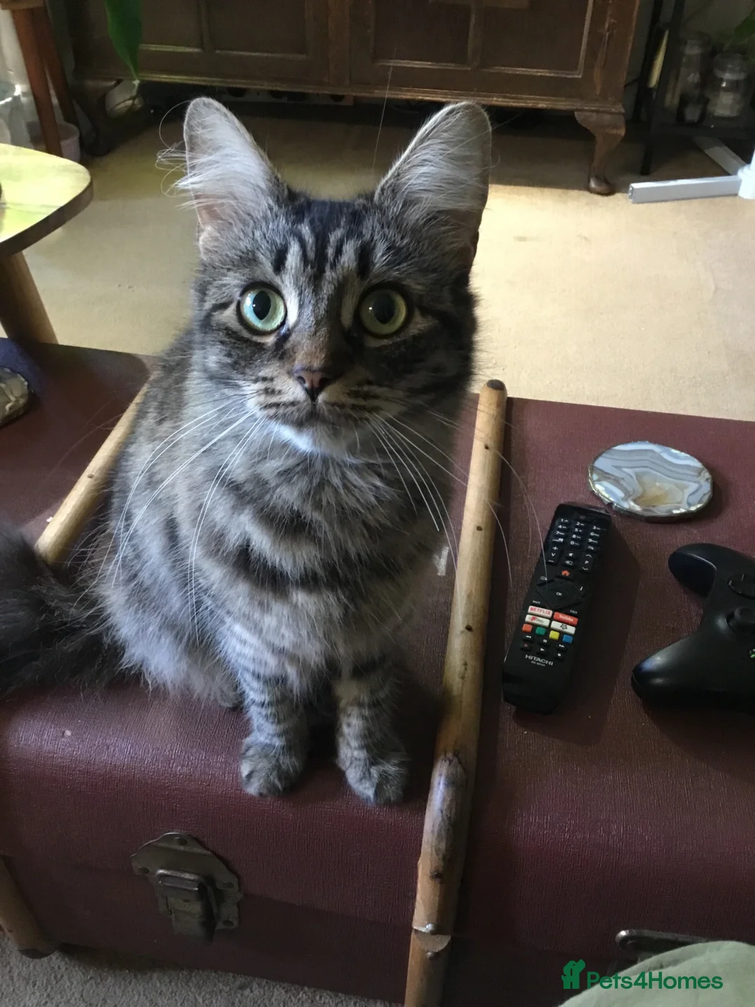 Mixed Breed cats for sale: 2 year old longhair female tabby cat. - Advert 2