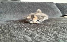 Maine Coon cats for sale: 3/4 maine coon kittens  - Image 23