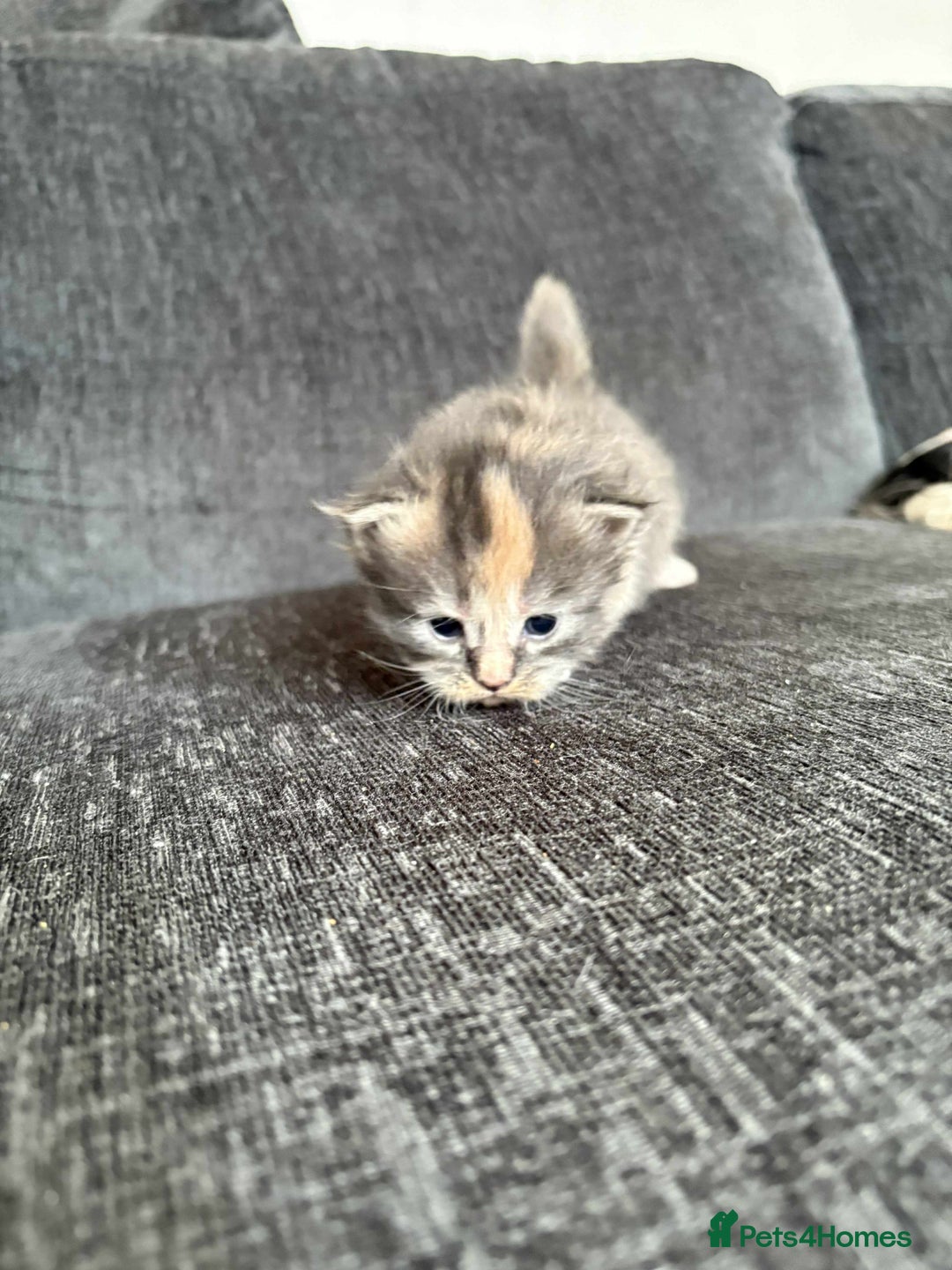 Maine Coon cats for sale: 3/4 maine coon kittens  - Image 23