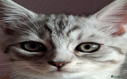Scottish Fold cats for sale: ❤️Gorgeous Scottish Fold Straight ears kittens❤️ - Image 1