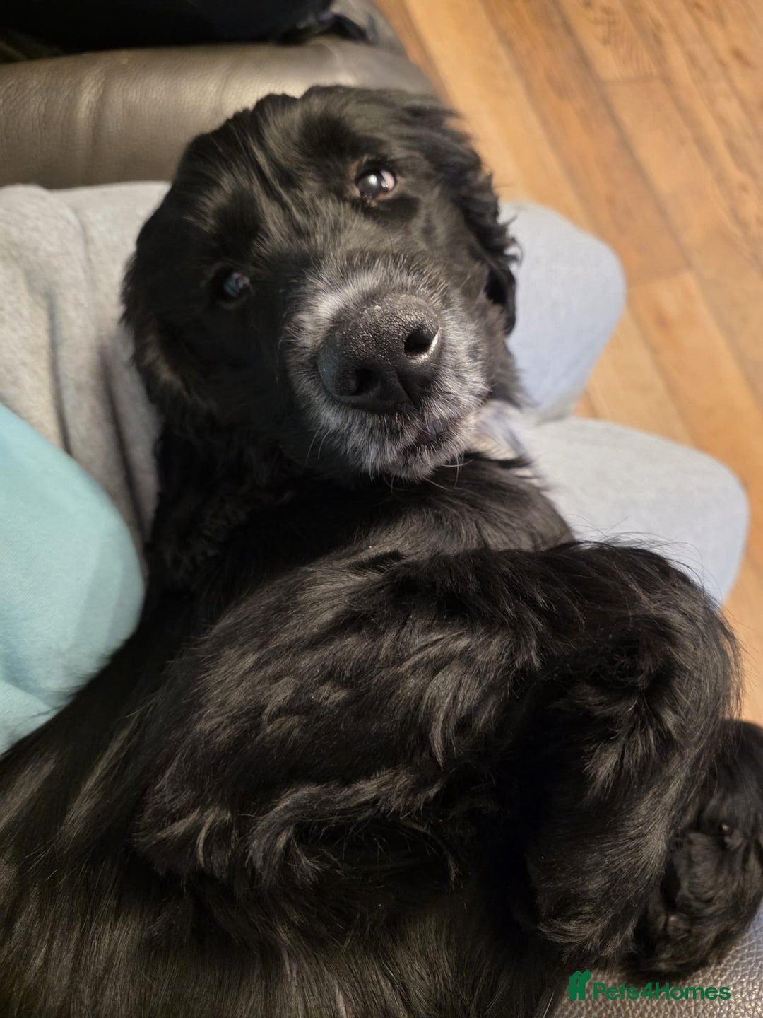 Cocker Spaniel dogs for sale: Winnie - cocker spaniel - Advert 2