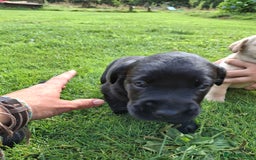 Labrador Retriever dogs for sale: Pedigree labrador puppies  - Image 19