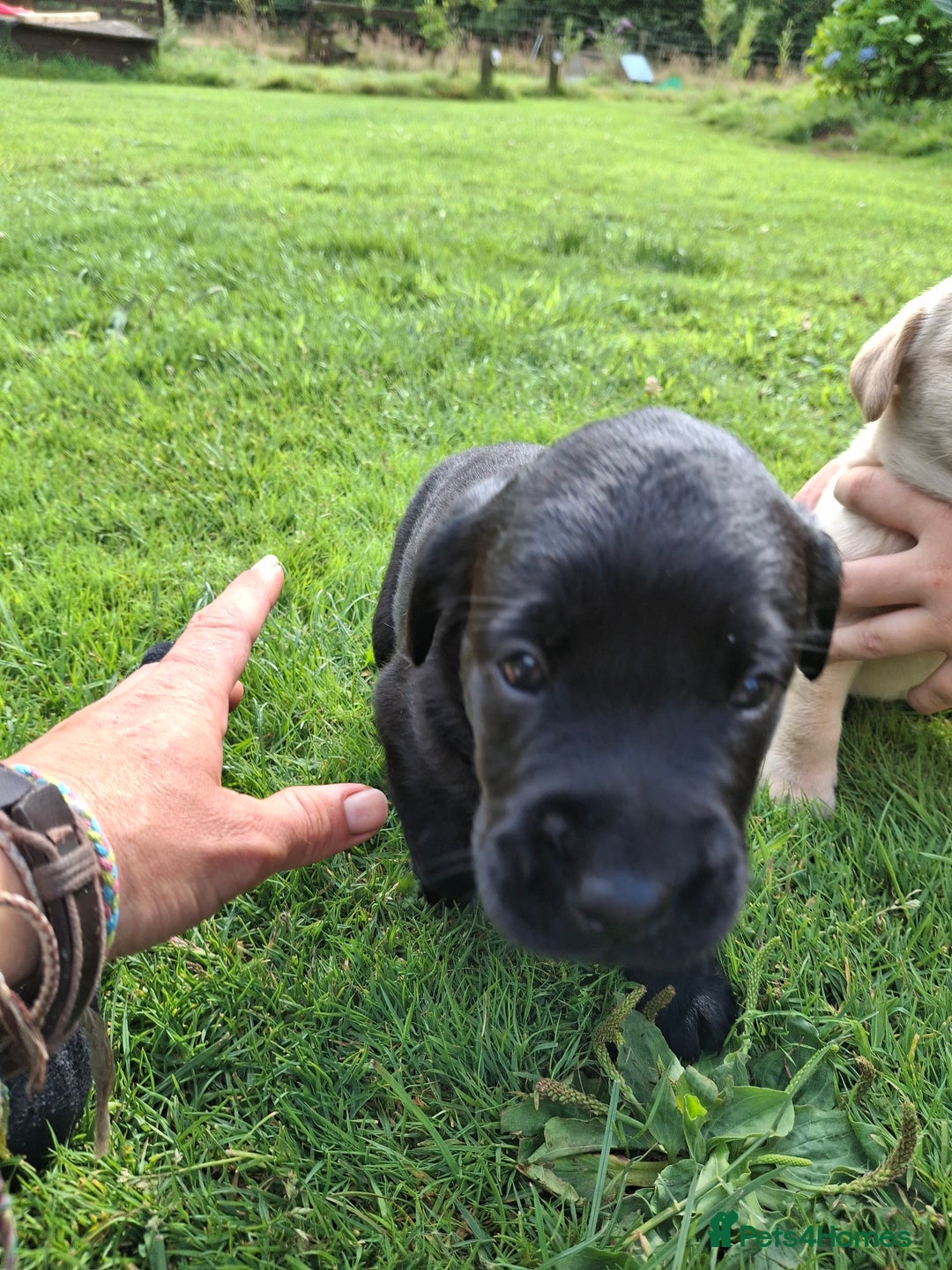 Labrador Retriever dogs for sale: Pedigree labrador puppies  - Image 19