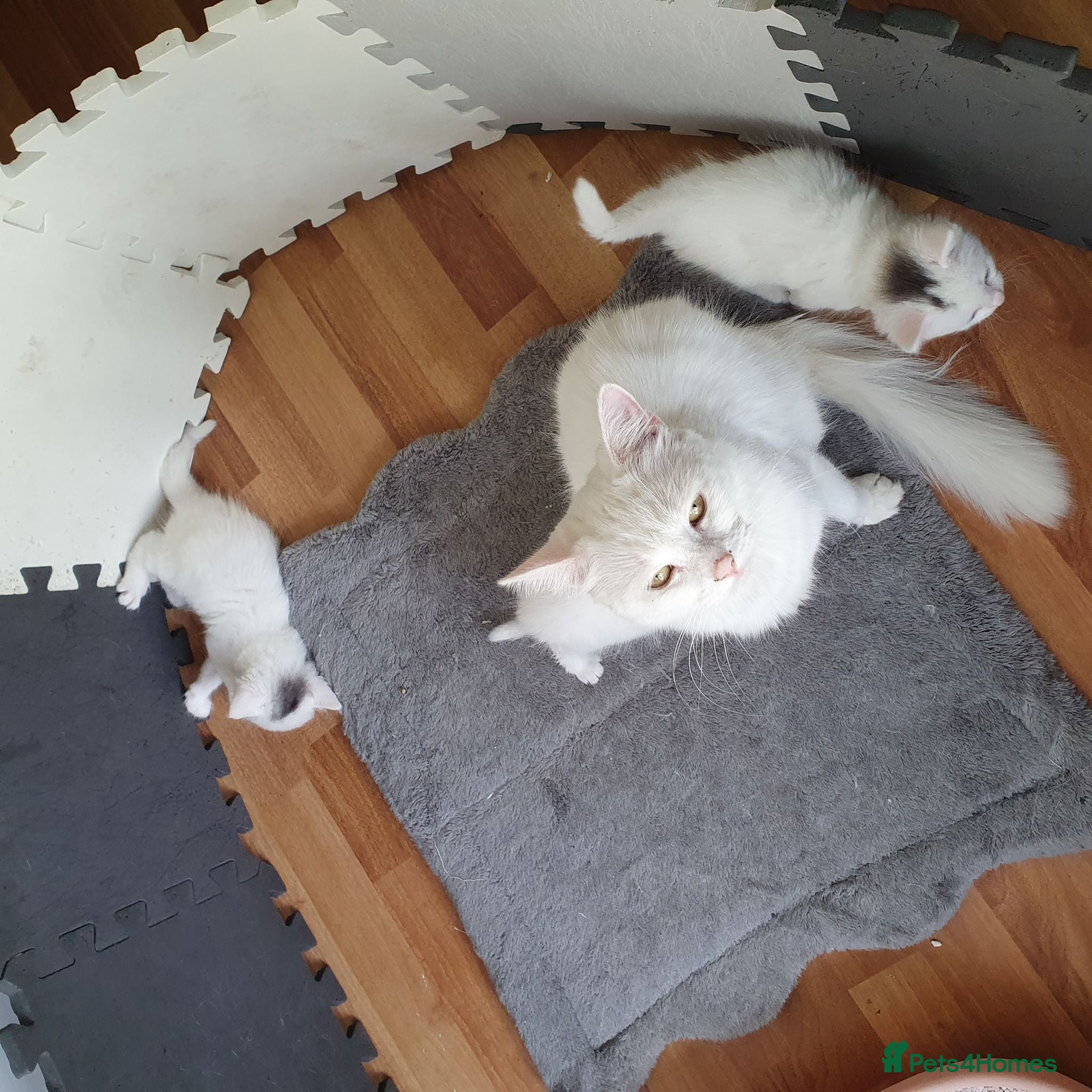 Turkish Angora cats Turkish angora 3 kittens for sale - Advert 1