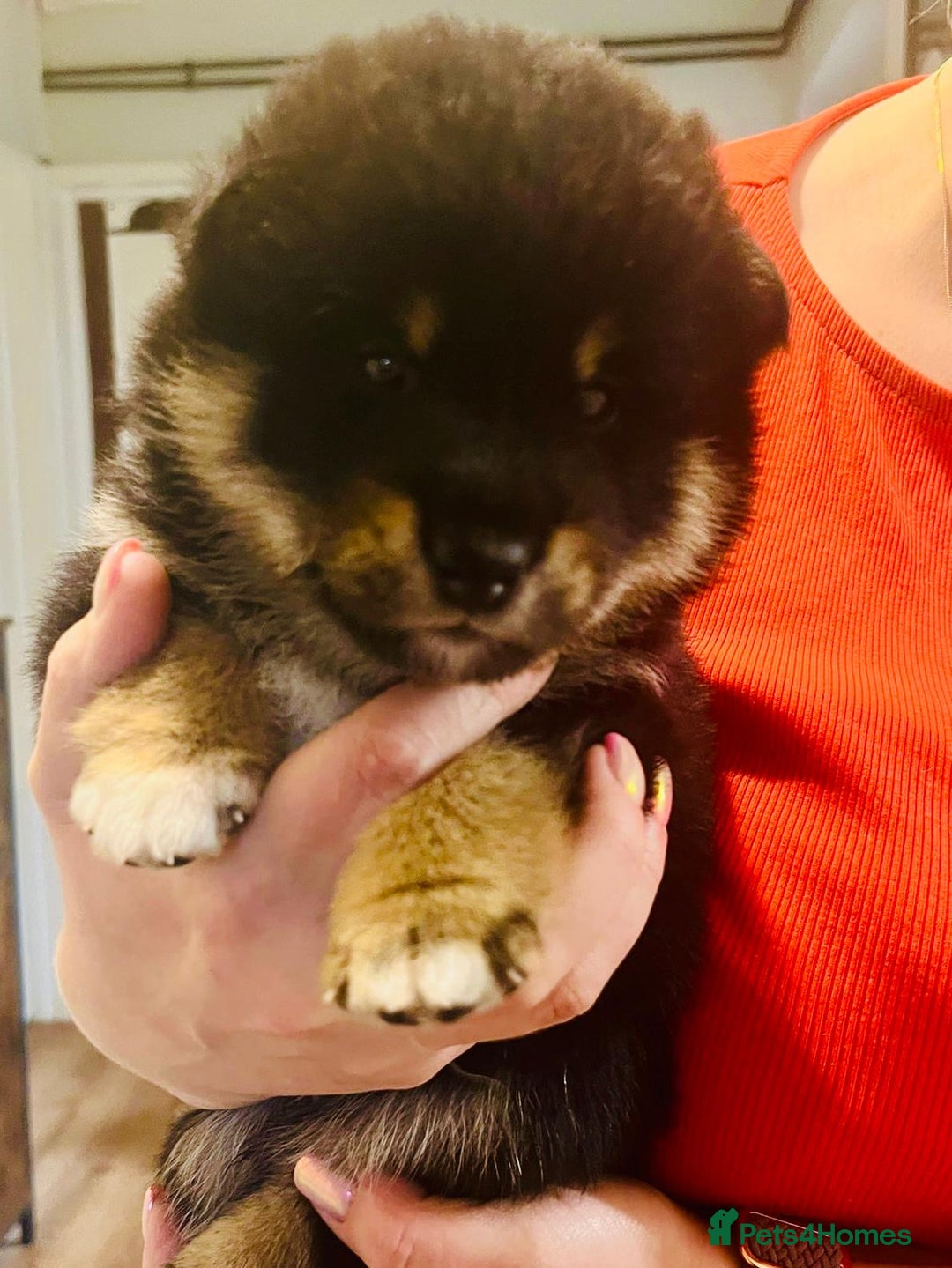 Japanese Shiba Inu dogs for sale: Outstanding Shiba Inu Puppies - Image 11