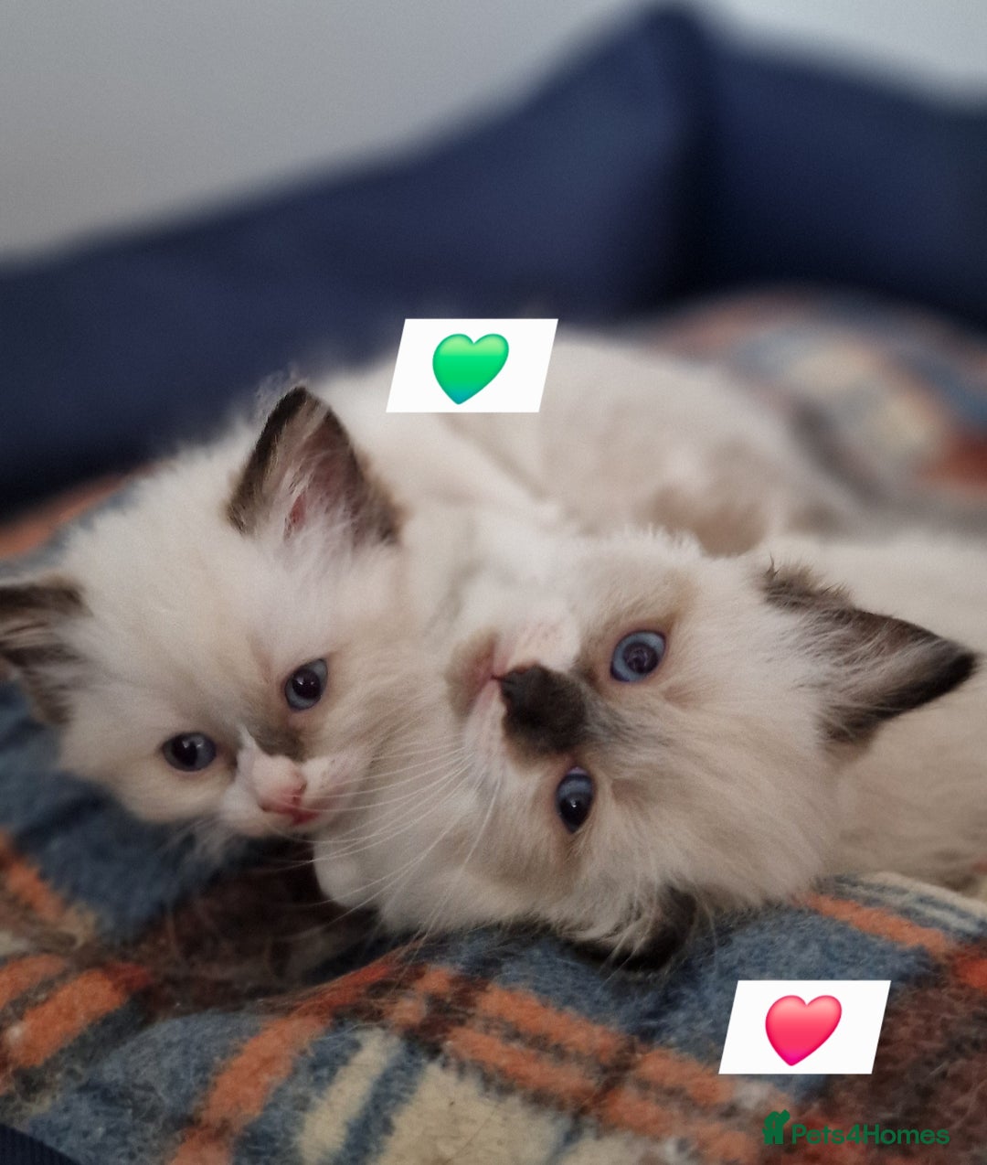 Ragdoll cats for sale: Beautiful kittens  - Image 7
