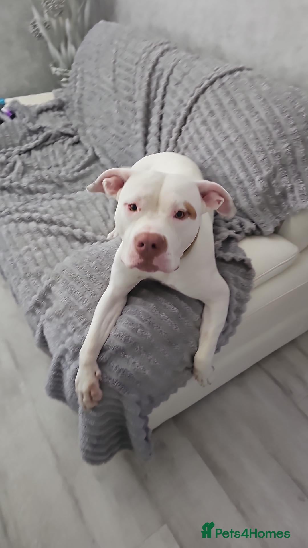 American Bulldog dogs American x bully - Advert 1