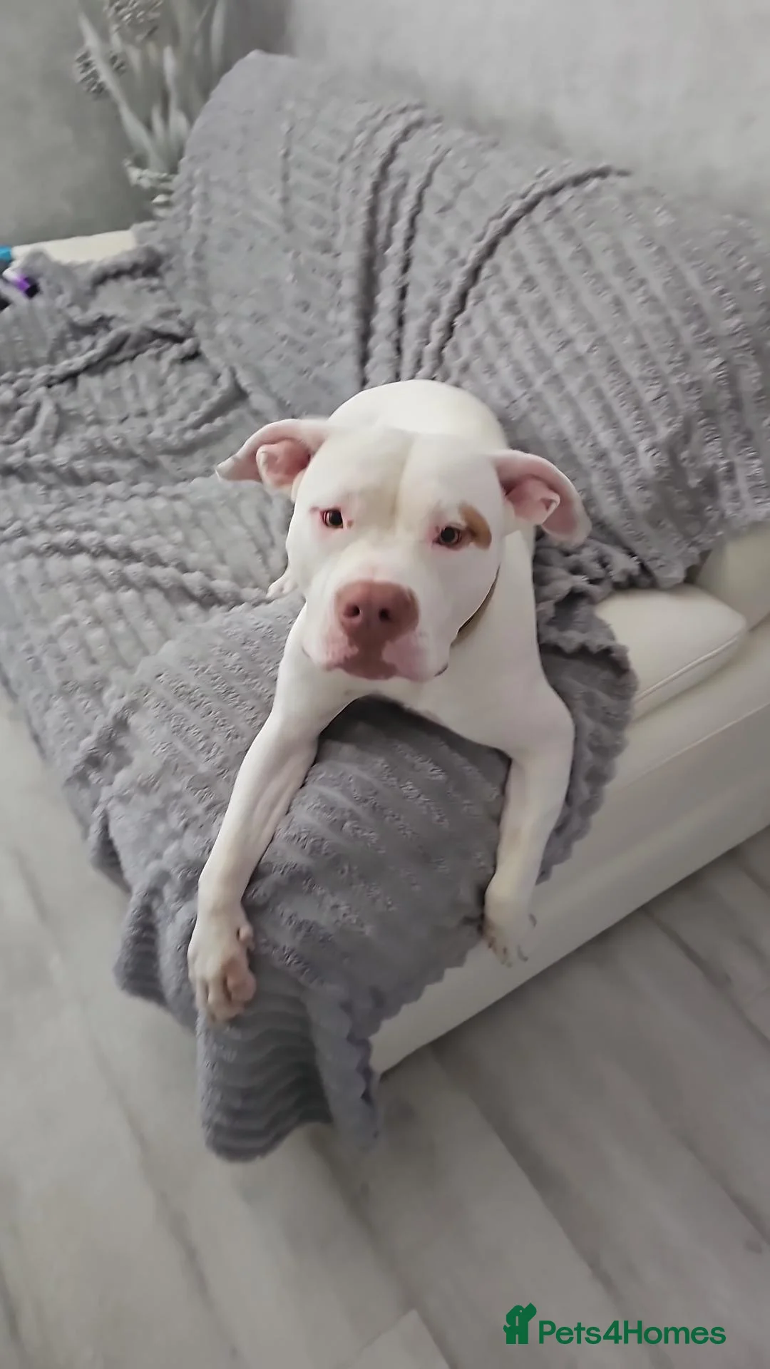 American Bulldog dogs for sale: American x bully - Advert 1